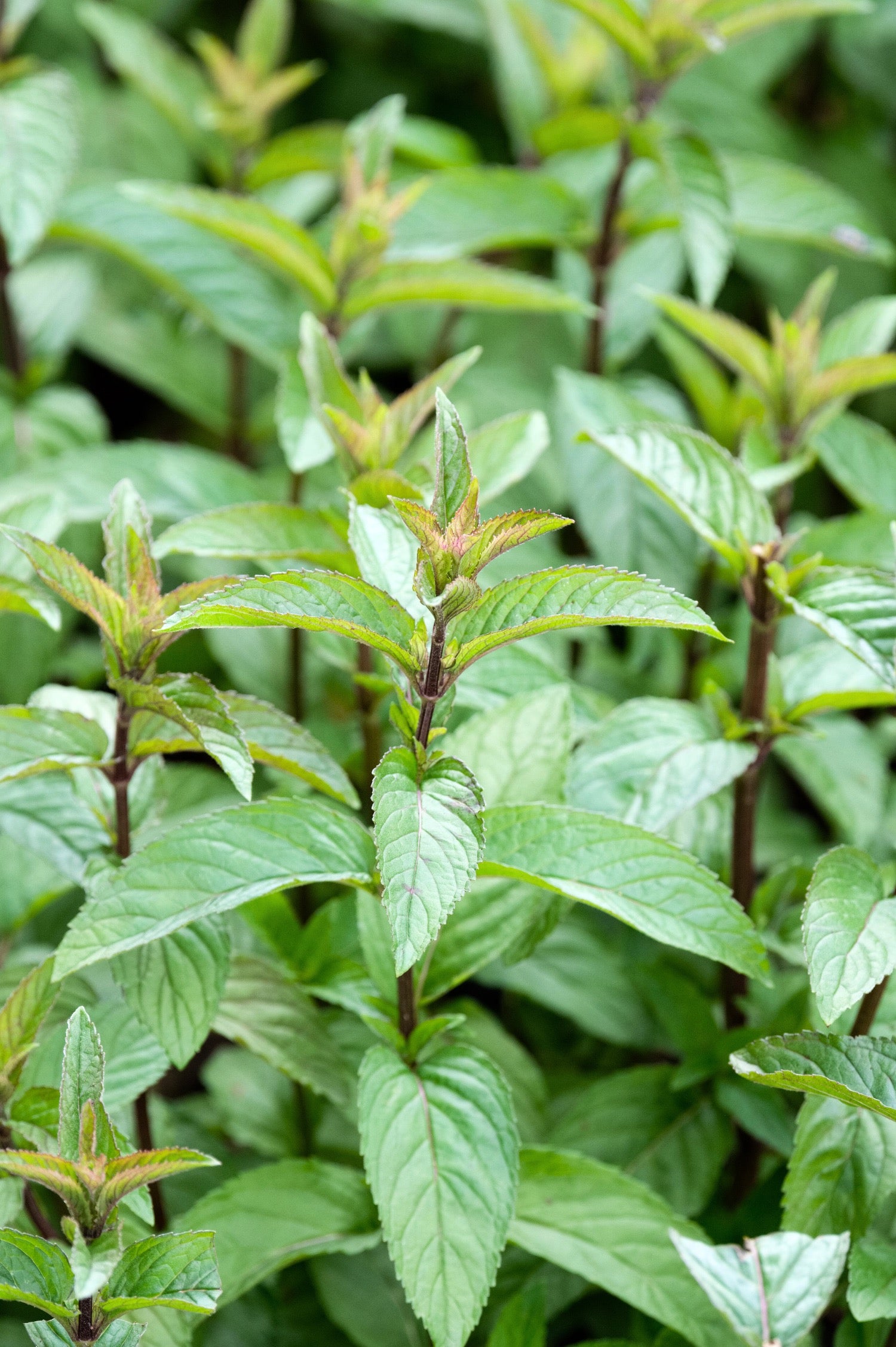 Chocolademunt of Mentha piperita 'Chocolate'