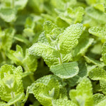 Appelmunt of Mentha suaveolens 'Apple Mint'