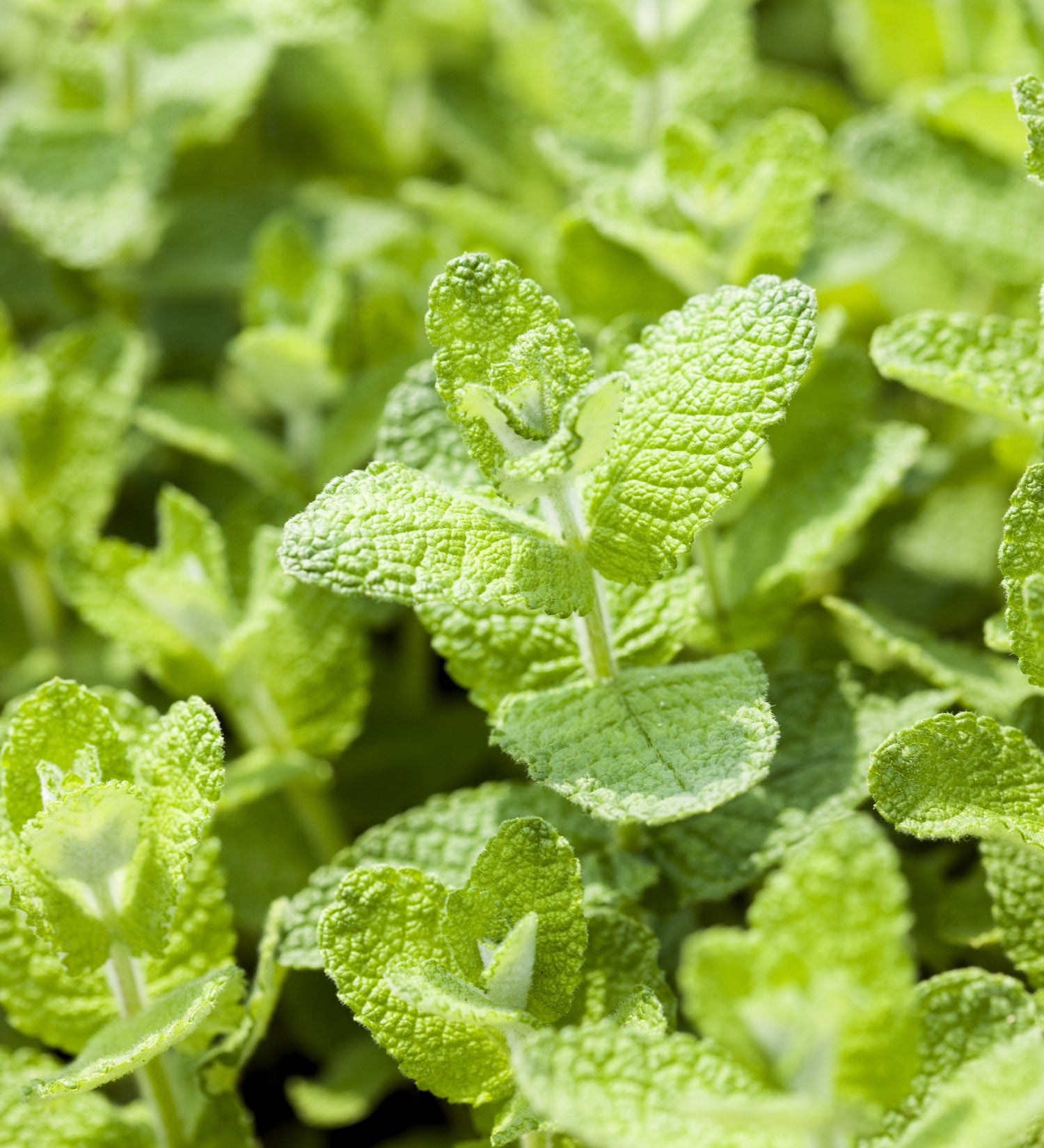 Appelmunt of Mentha suaveolens 'Apple Mint'