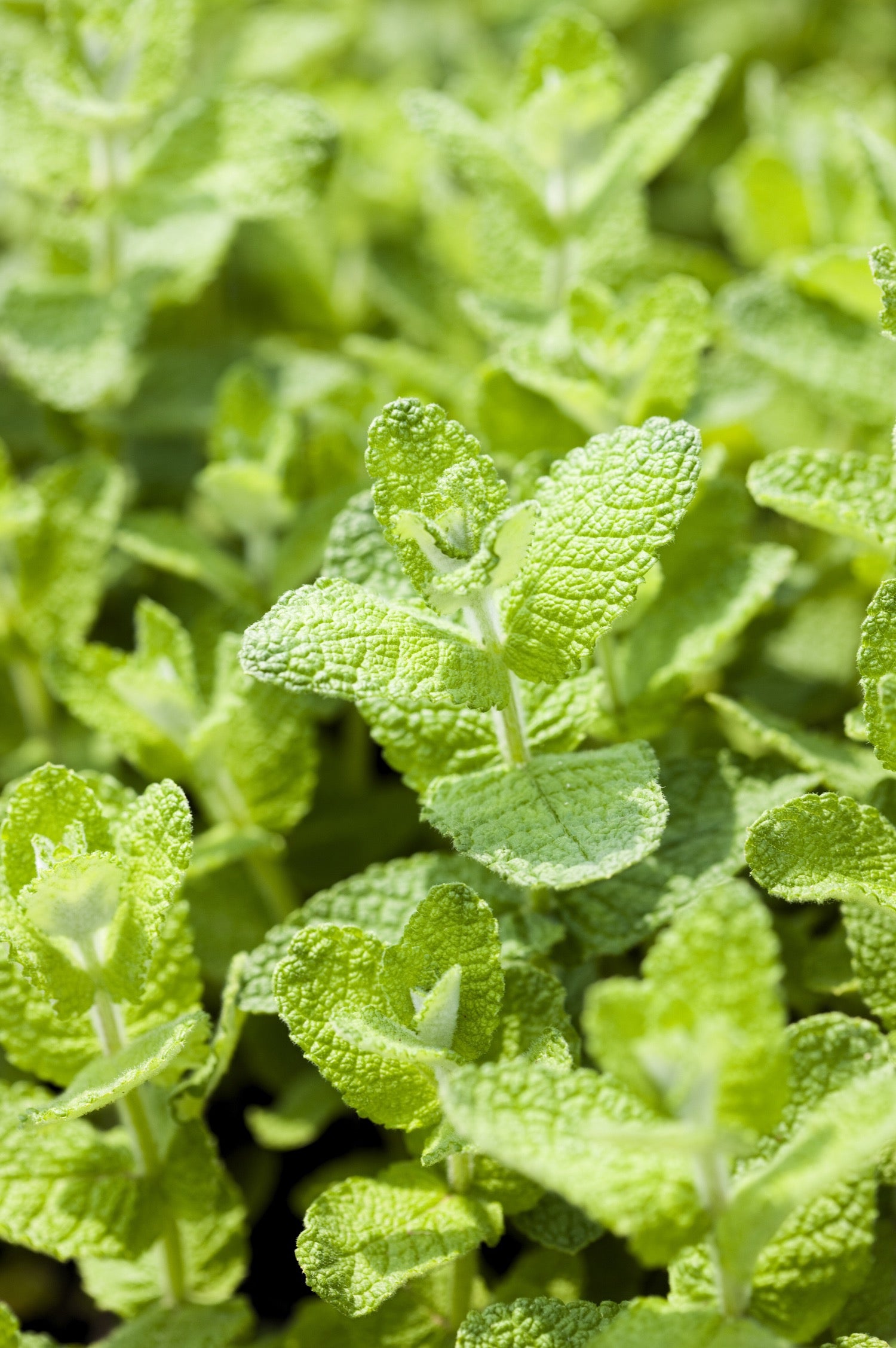 Appelmunt of Mentha suaveolens 'Apple Mint'