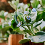 Oesterblad of Mertensia maritima
