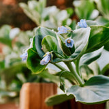 Oesterblad of Mertensia maritima