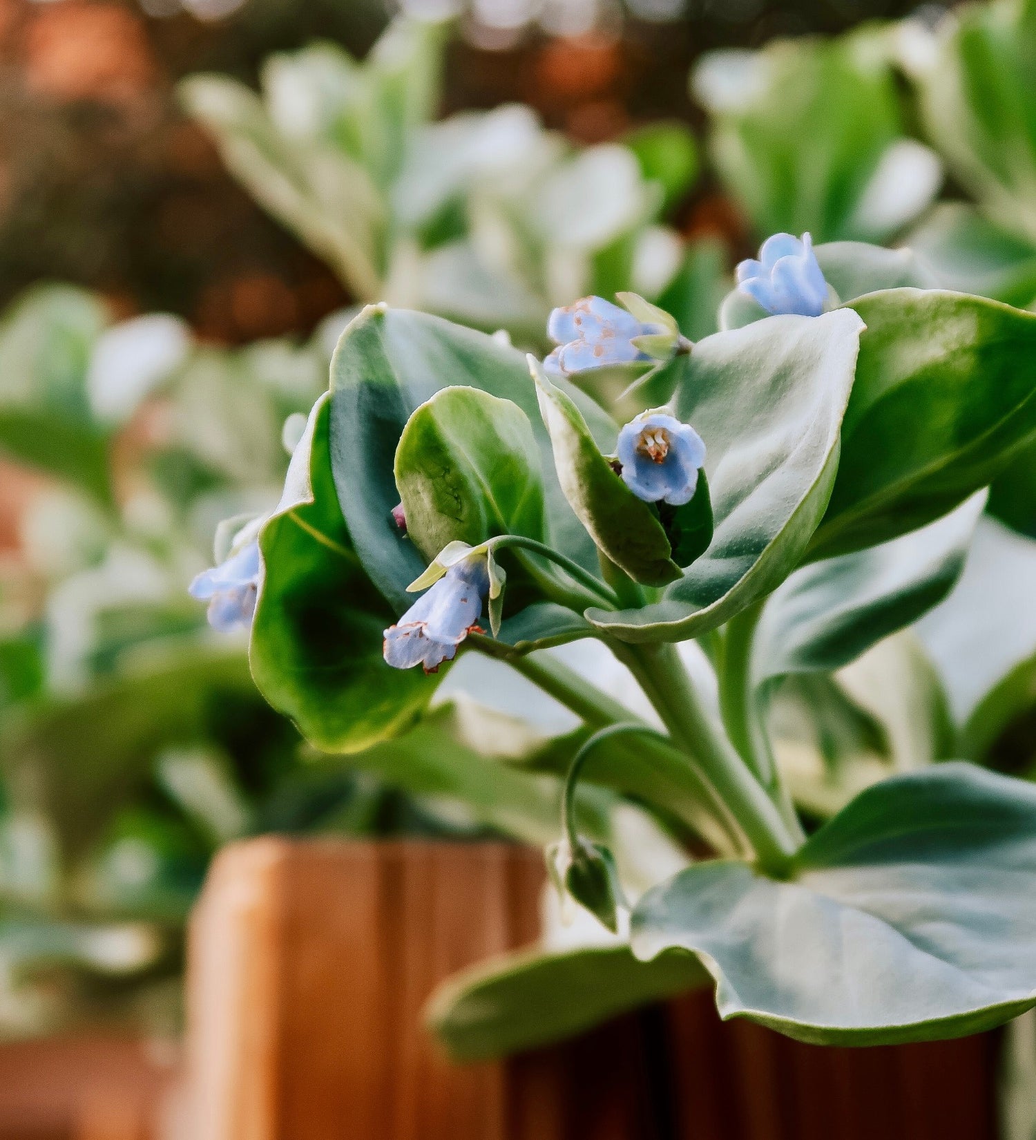 Oesterblad of Mertensia maritima