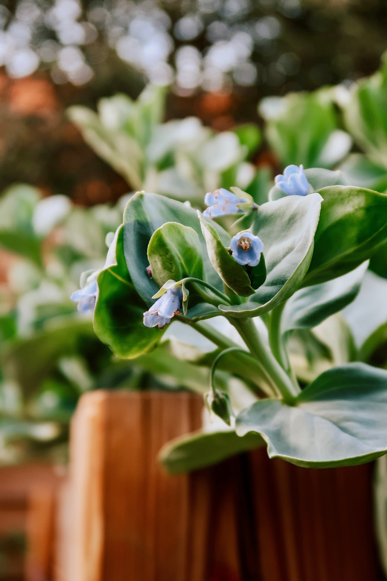 Oesterblad of Mertensia maritima