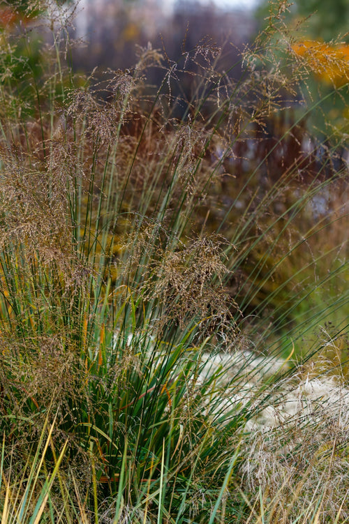 Molinia arundinacea 'Witches' Broom'