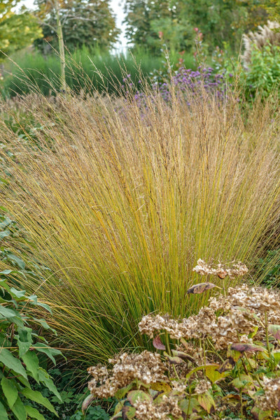 Molinia caerulea 'Heidebraut'