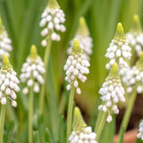 Muscari 'Casablanca'