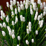 Muscari armeniacum 'Album' BIO