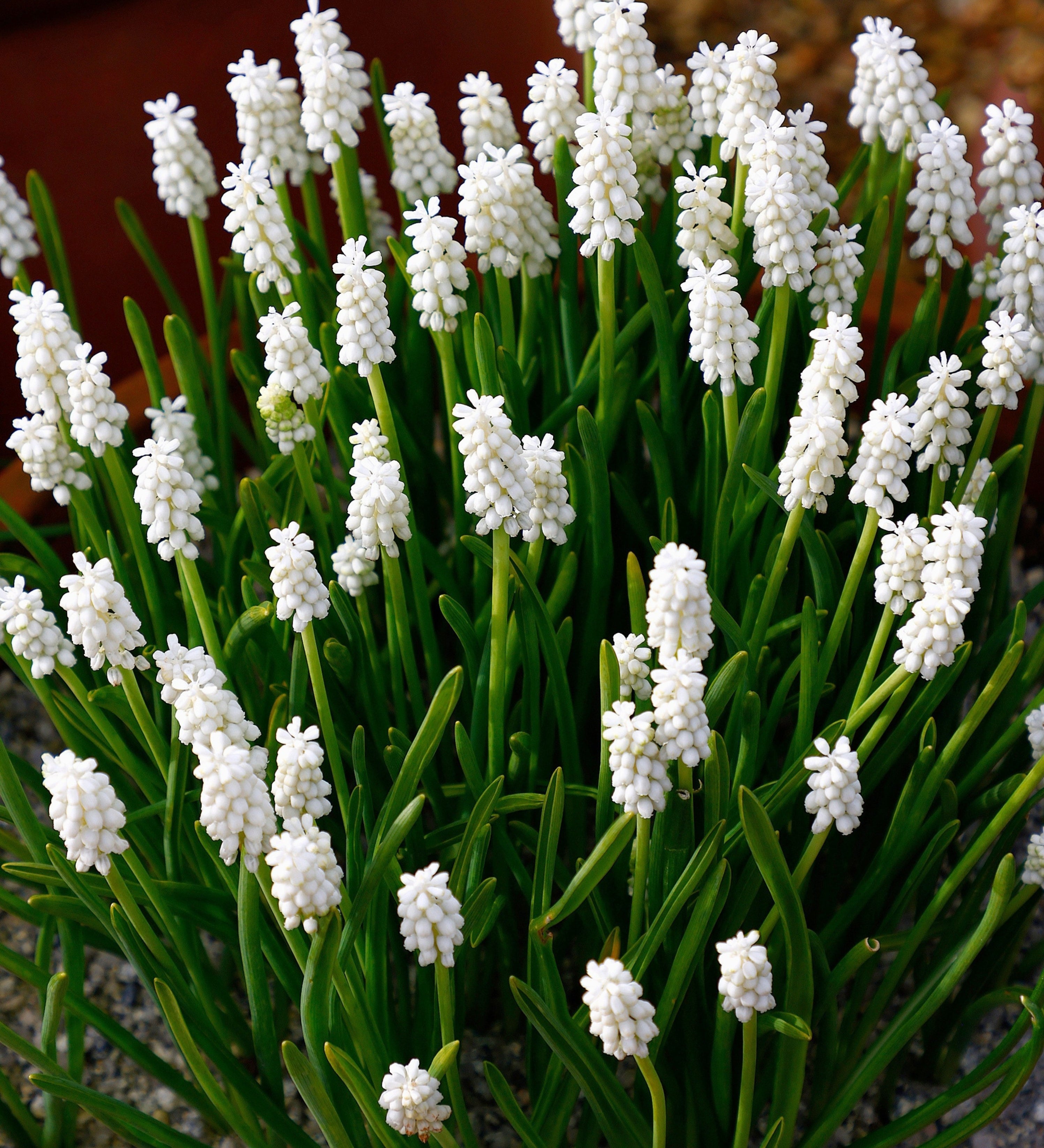 Muscari armeniacum 'Album' BIO