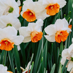 Narcis 'Amadeus Mozart'-Angelo