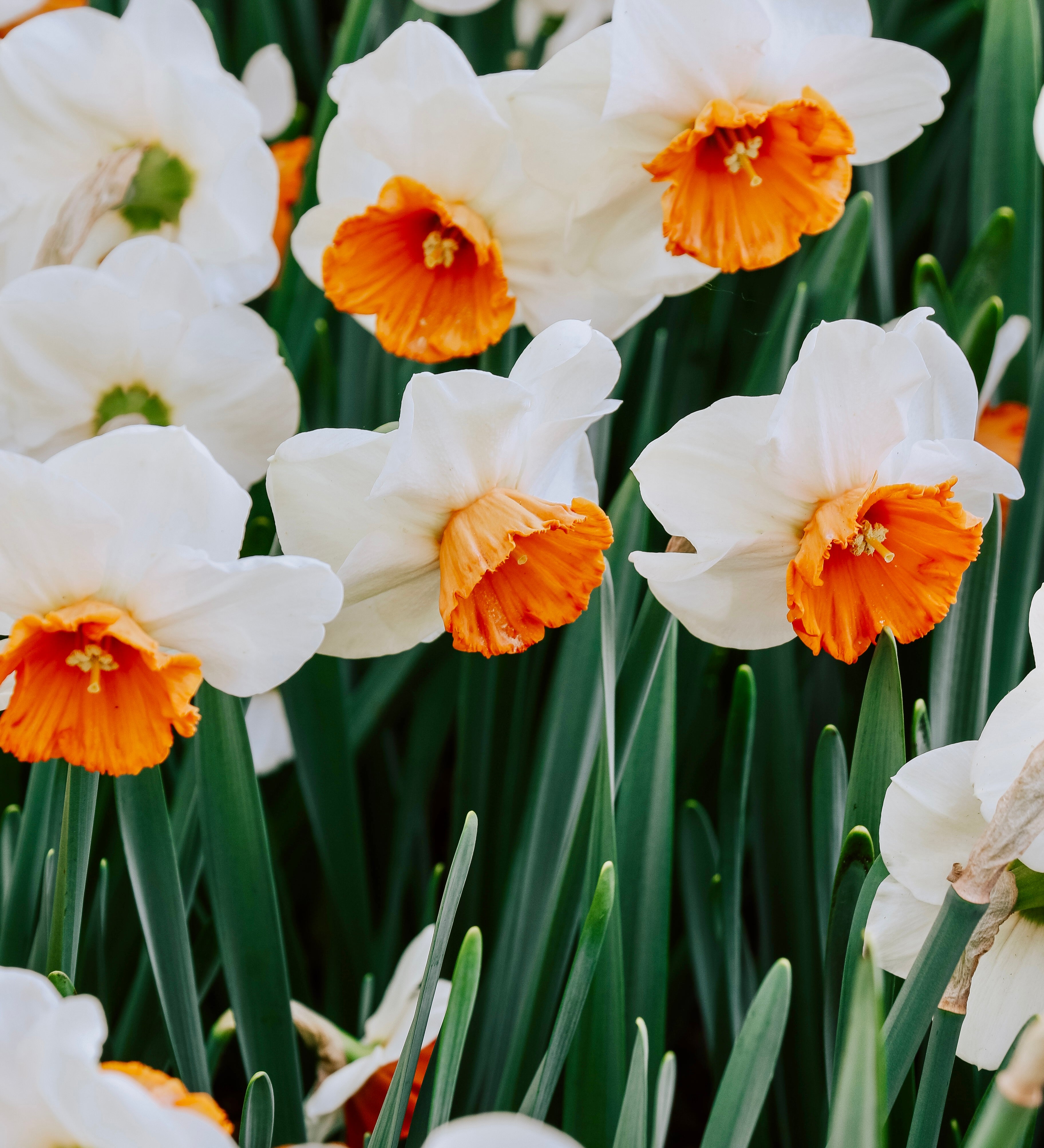 Narcis 'Amadeus Mozart'-Angelo