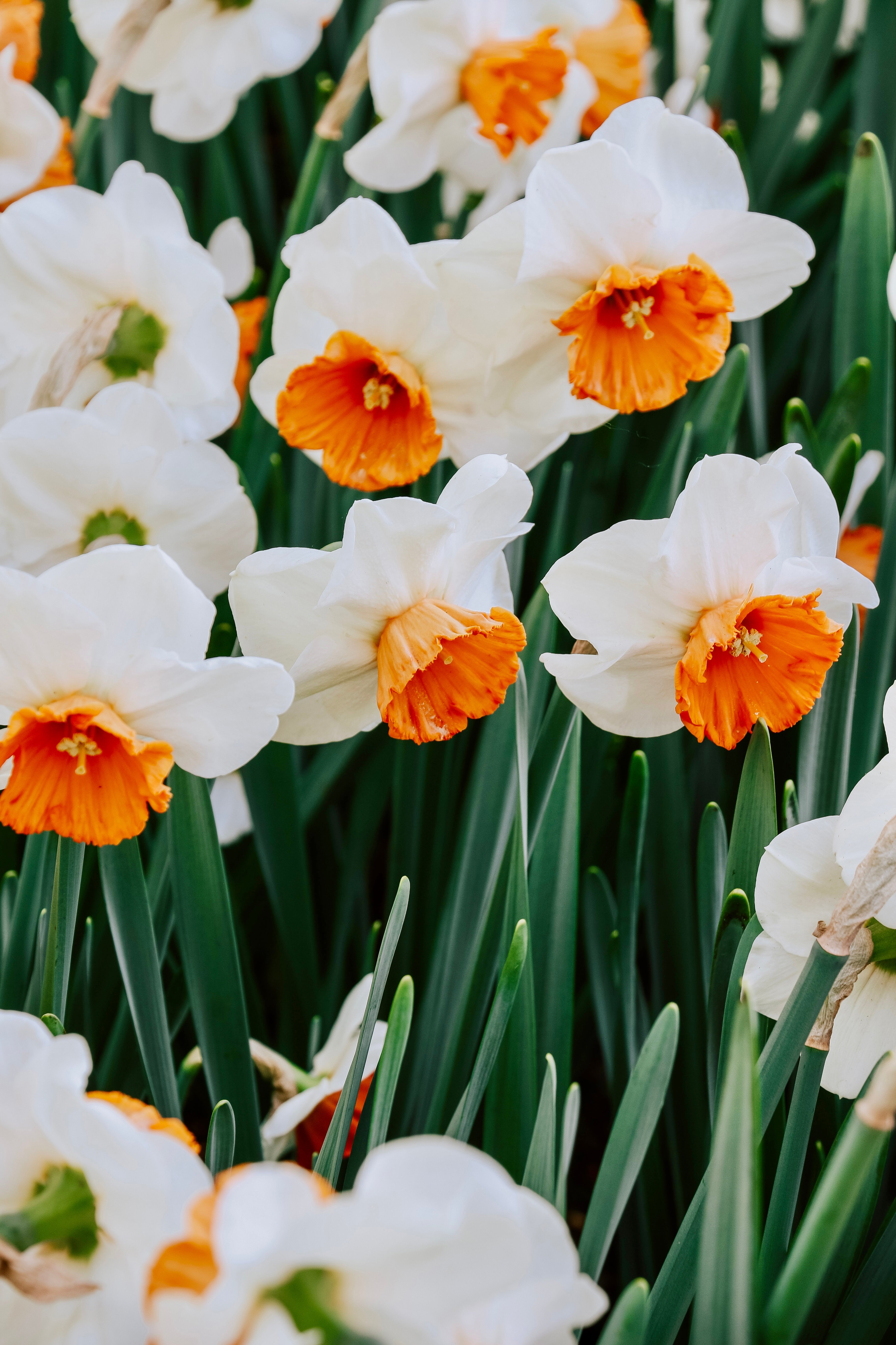 Narcis 'Amadeus Mozart'-Angelo