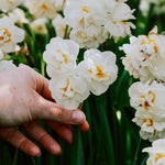 Narcis 'Bridal Crown'-Angelo