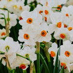 Narcis 'Geranium'-Angelo