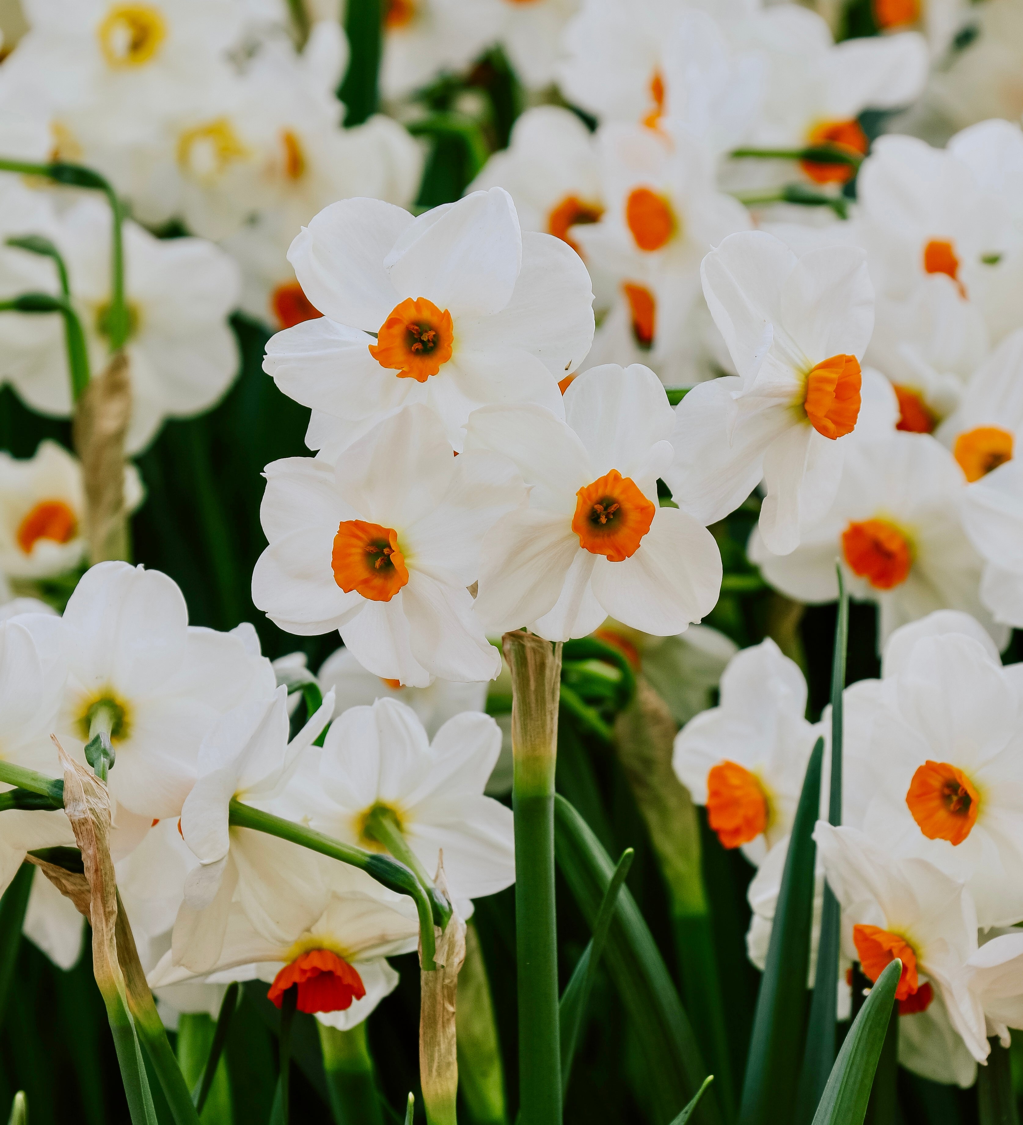 Narcis 'Geranium'-Angelo