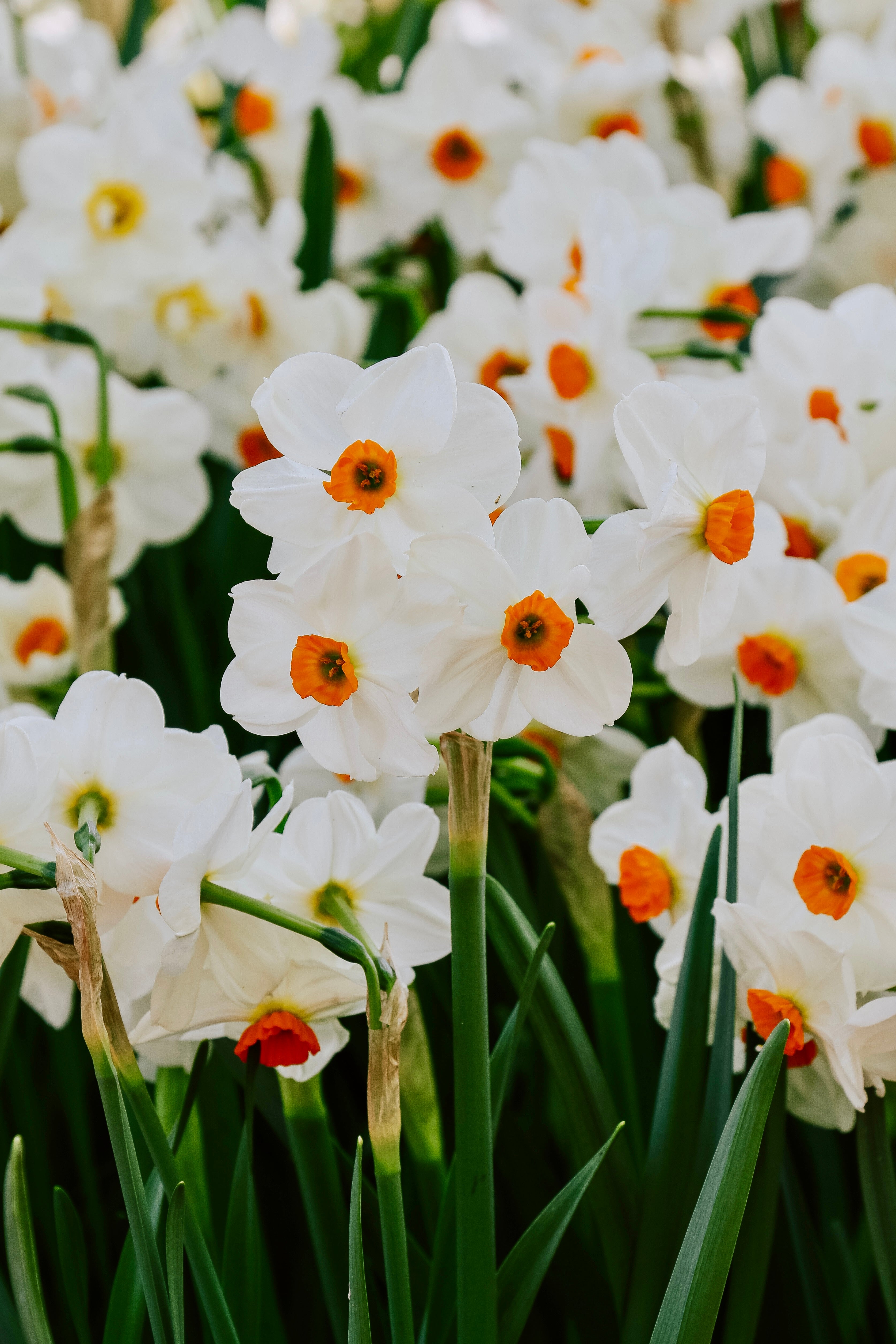 Narcis 'Geranium'-Angelo