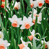 Narcis 'Iwona'-Angelo