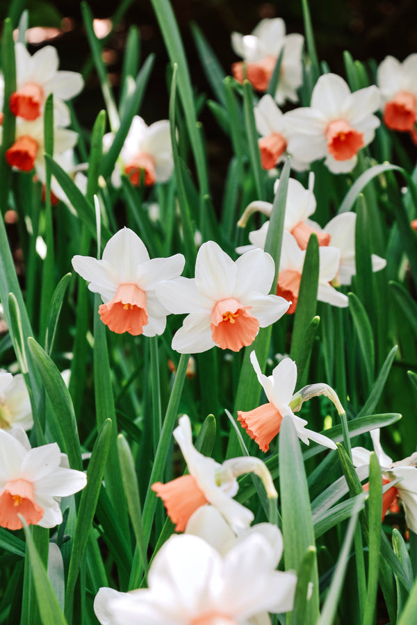 Narcis 'Iwona'
