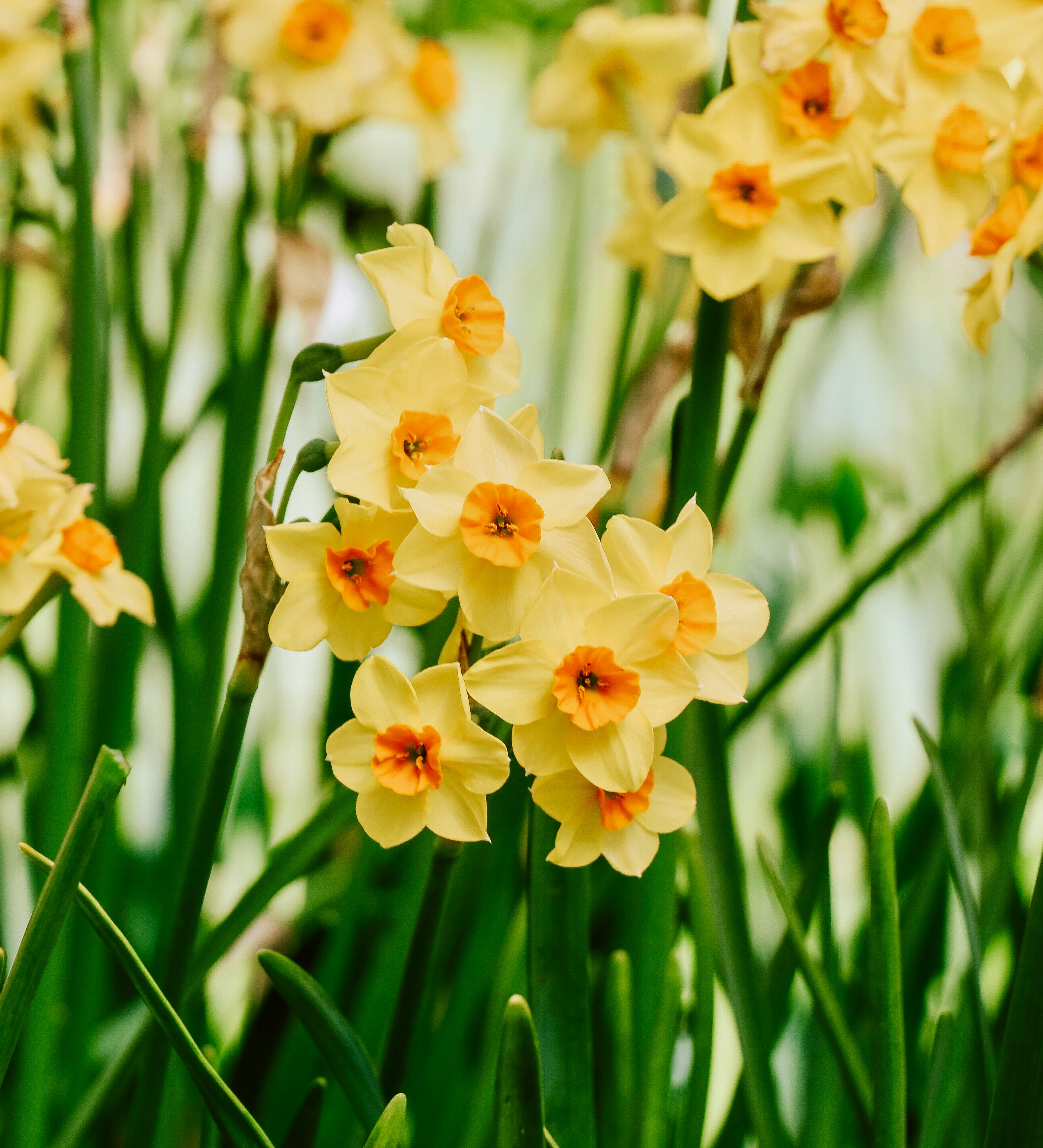 Narcis 'Martinette'-Angelo