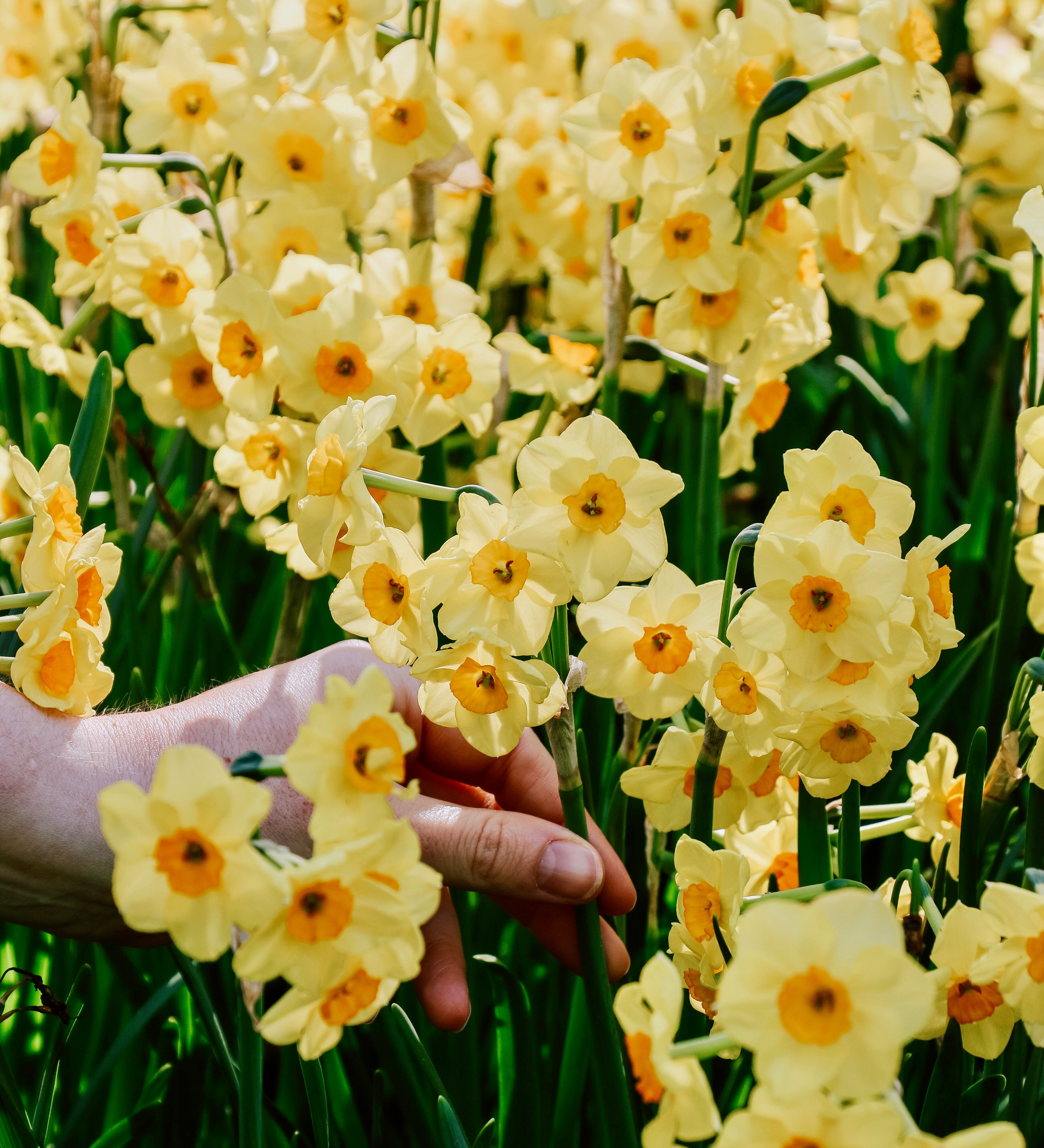 Narcis 'Minnow'-Angelo