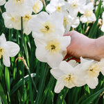 Narcis 'Papillon Blanc'-Angelo