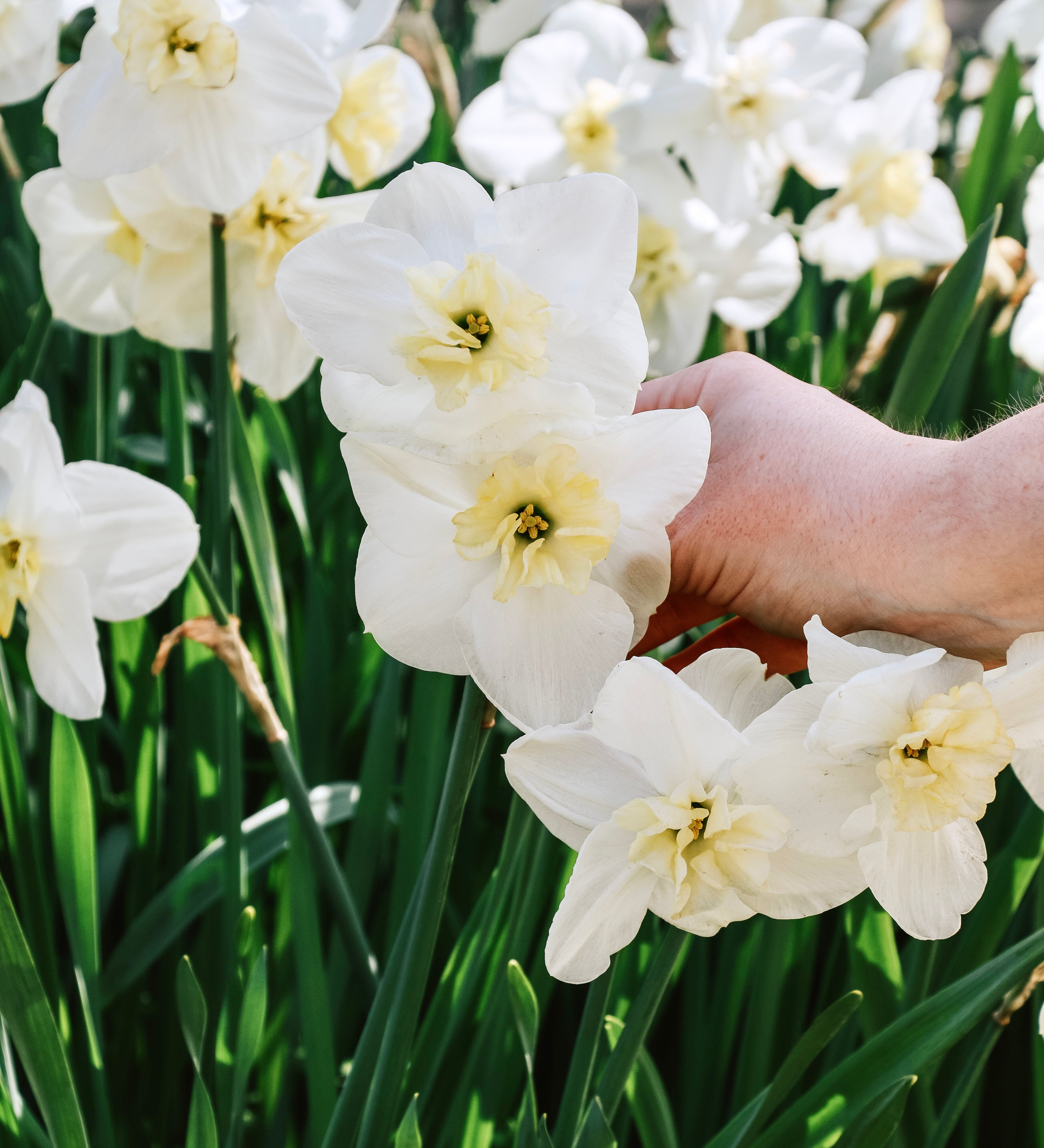 Narcis 'Papillon Blanc'-Angelo