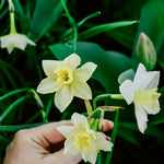 Narcis 'Sailboat'-Angelo