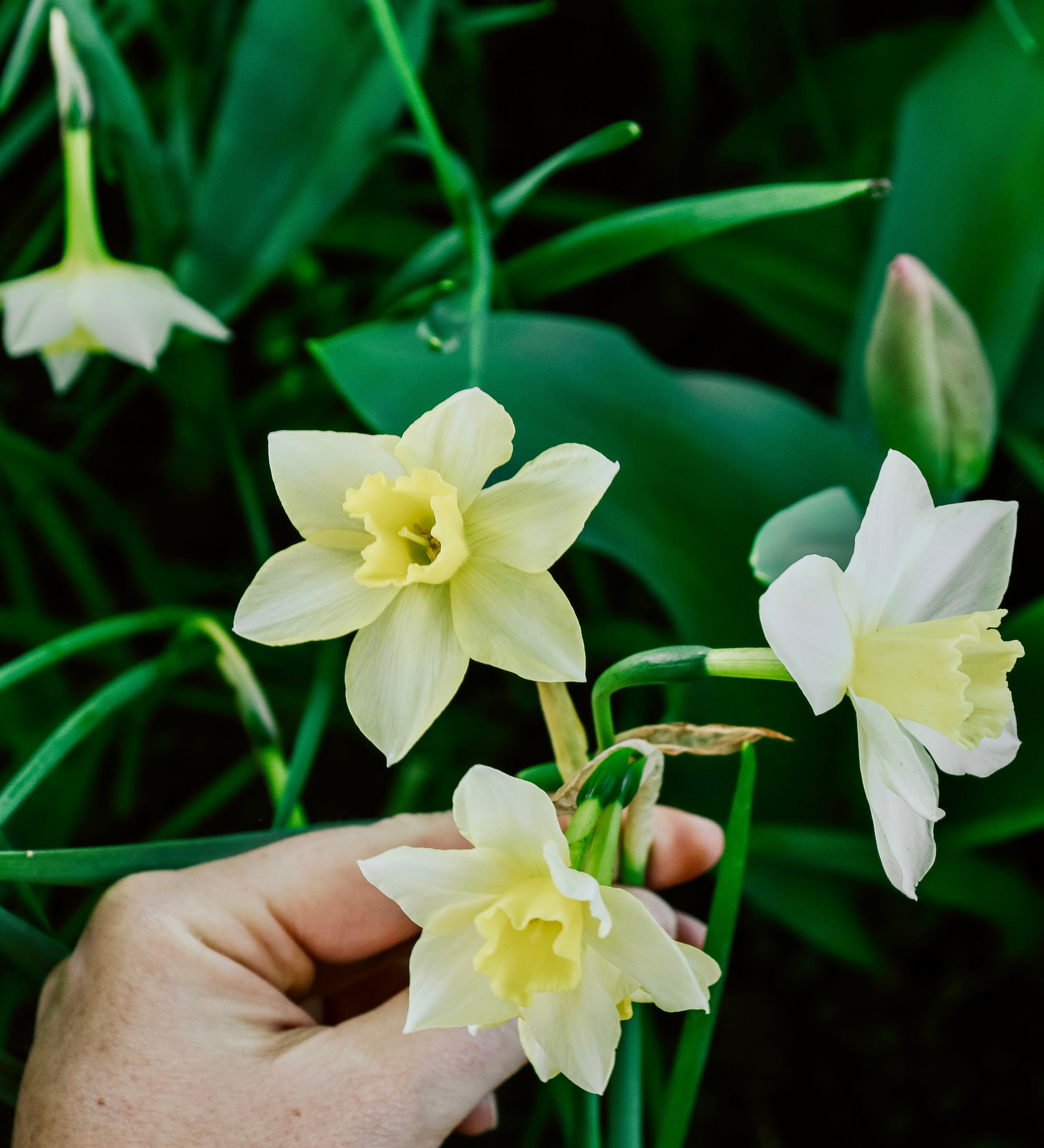 Narcis 'Sailboat'-Angelo