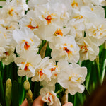 Narcis 'Sir Winston Churchill'-Angelo