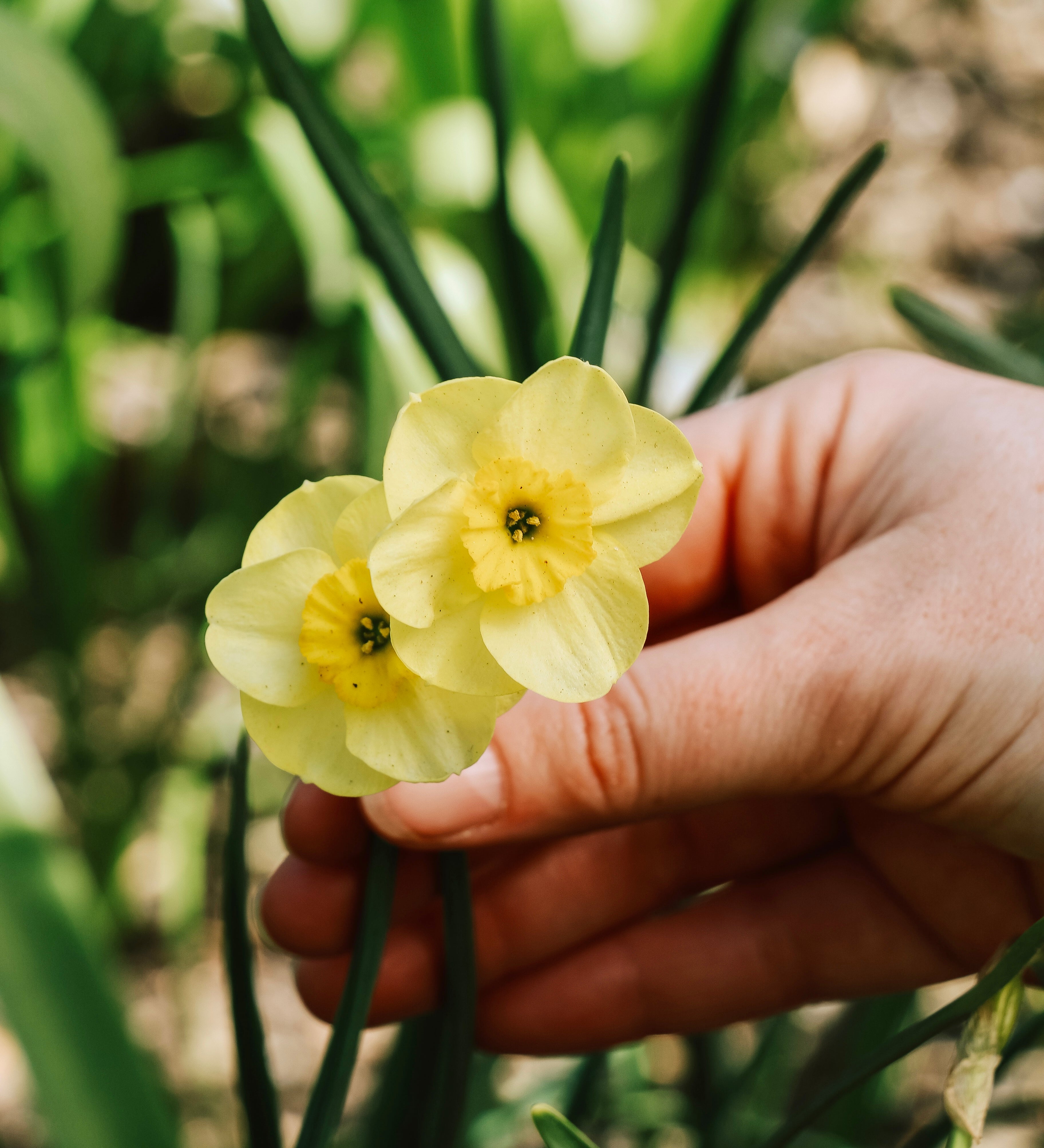 Narcis 'Sun Disc'-Angelo