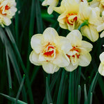 Narcis 'Tahiti'-Angelo
