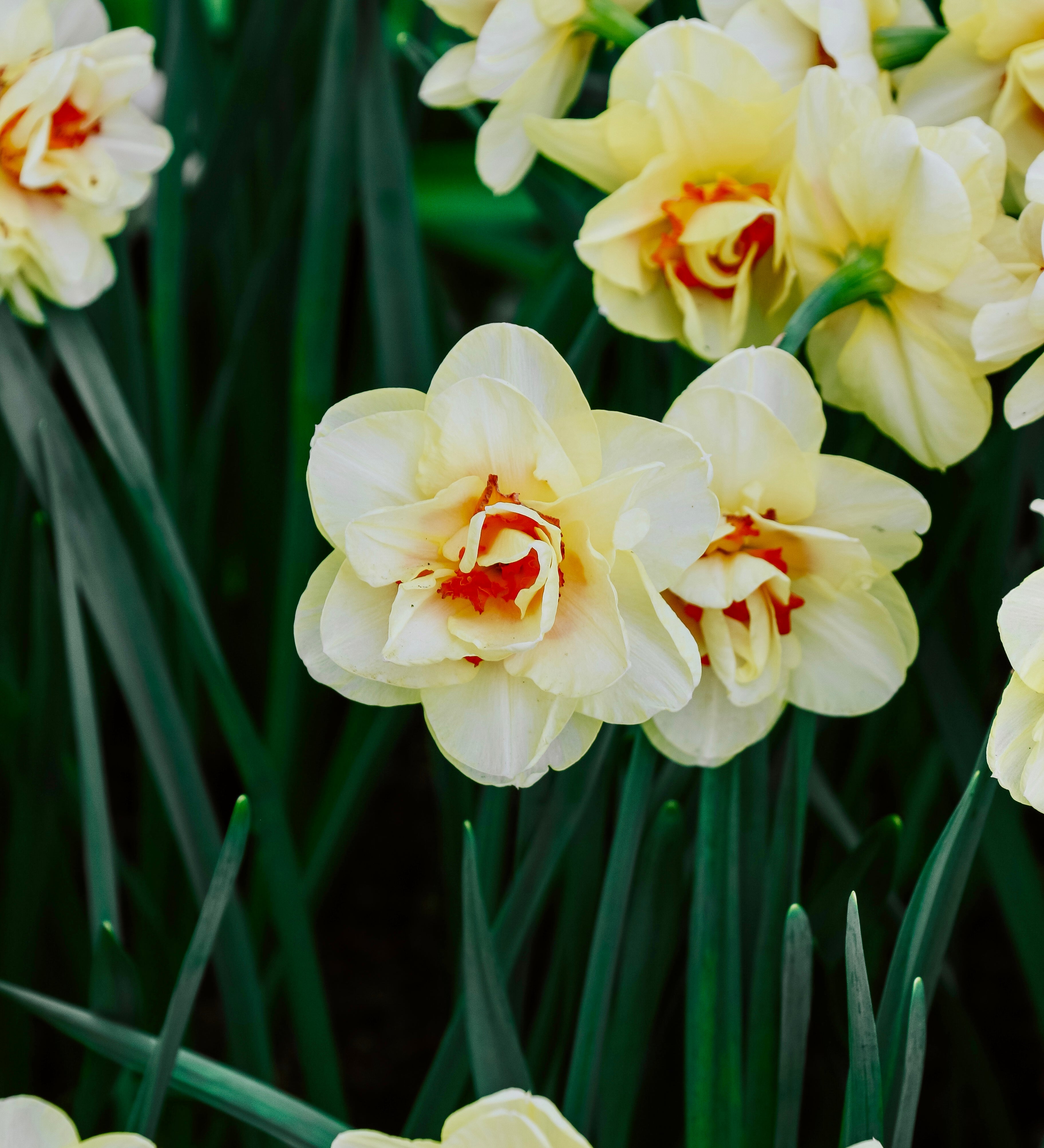 Narcis 'Tahiti'-Angelo