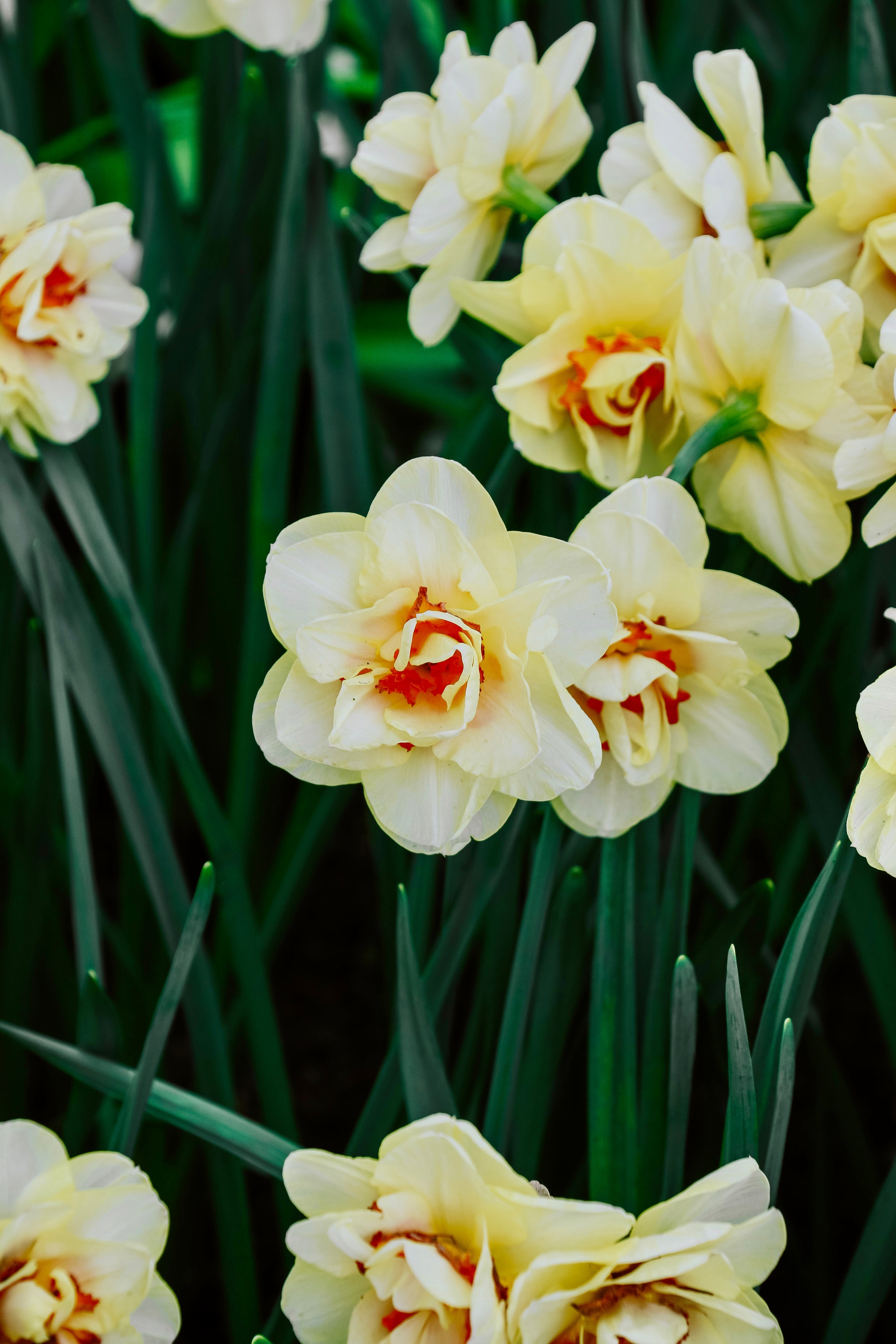 Narcis 'Tahiti'-Angelo