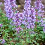 Kattenkruid of Nepeta 'Cats Pajamas'