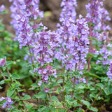 Kattenkruid of Nepeta 'Cats Pajamas'