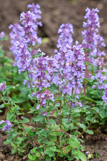 Kattenkruid of Nepeta 'Cats Pajamas'