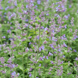 Kattenkruid of Nepeta 'Six Hills Giant'