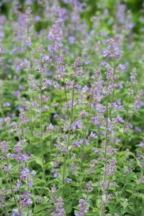 Kattenkruid of Nepeta 'Six Hills Giant'