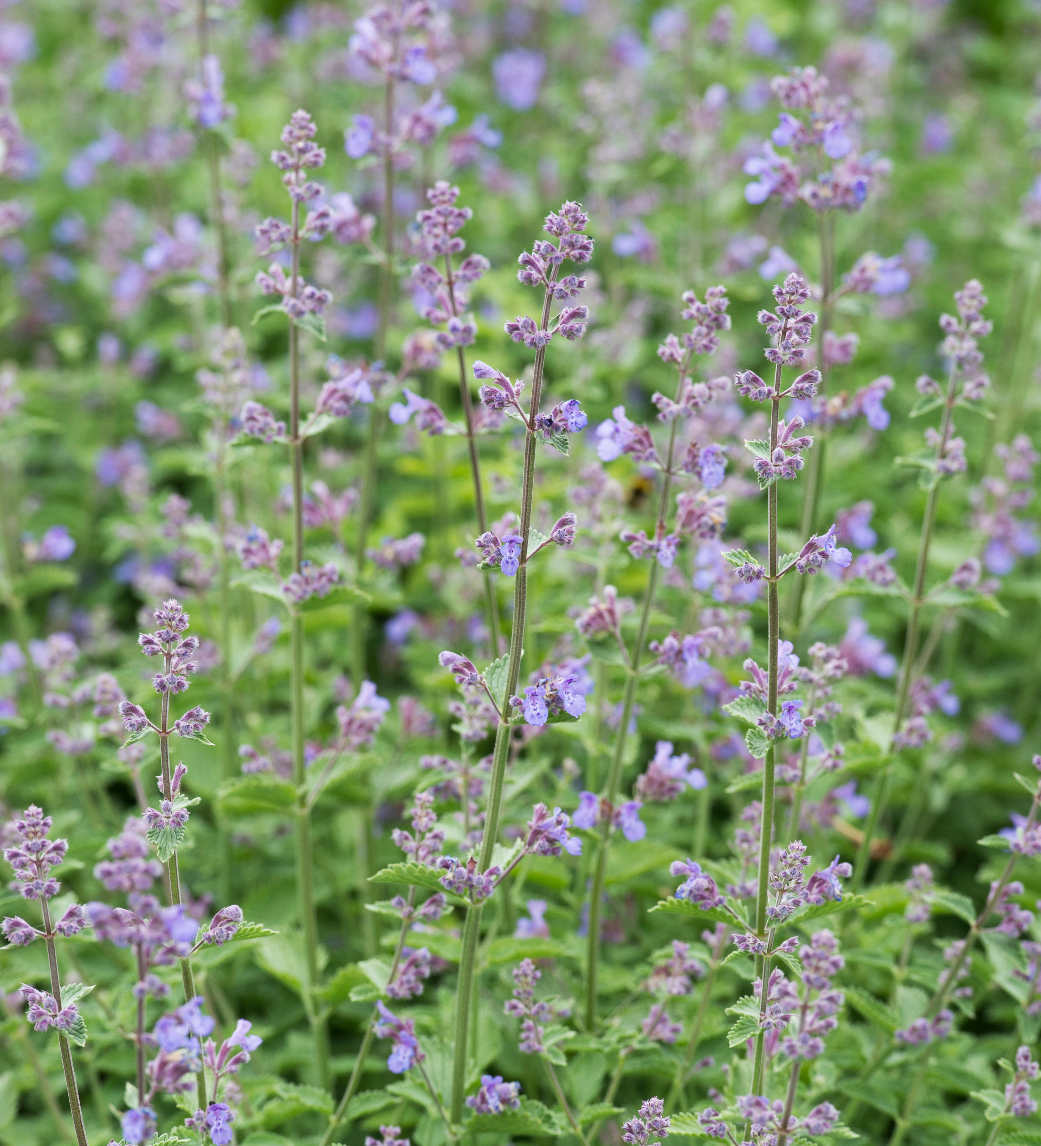 Kattenkruid of Nepeta 'Six Hills Giant'