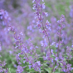 Kattenkruid of Nepeta faassenii 'Junior Walker'