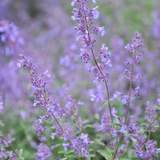 Kattenkruid of Nepeta faassenii 'Junior Walker'