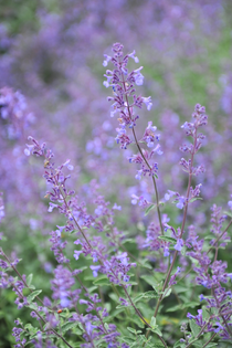Kattenkruid of Nepeta faassenii 'Junior Walker'