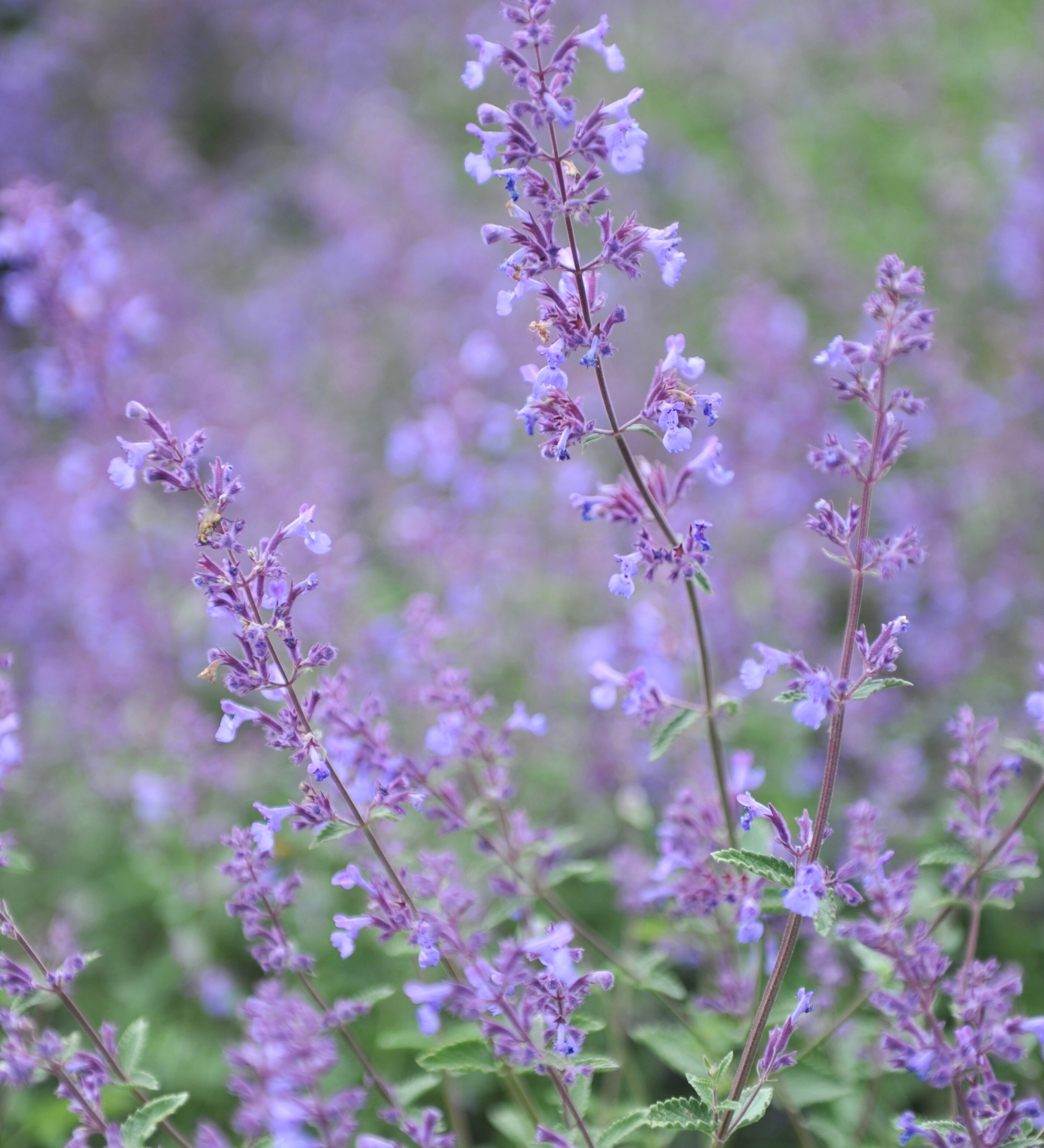 Kattenkruid of Nepeta faassenii 'Junior Walker'