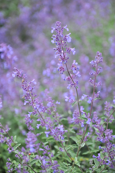 Nepeta faassenii 'Junior Walker'