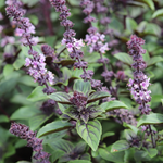 Roodbladige basilicum of Ocimum basilicum 'Magic Mountain'