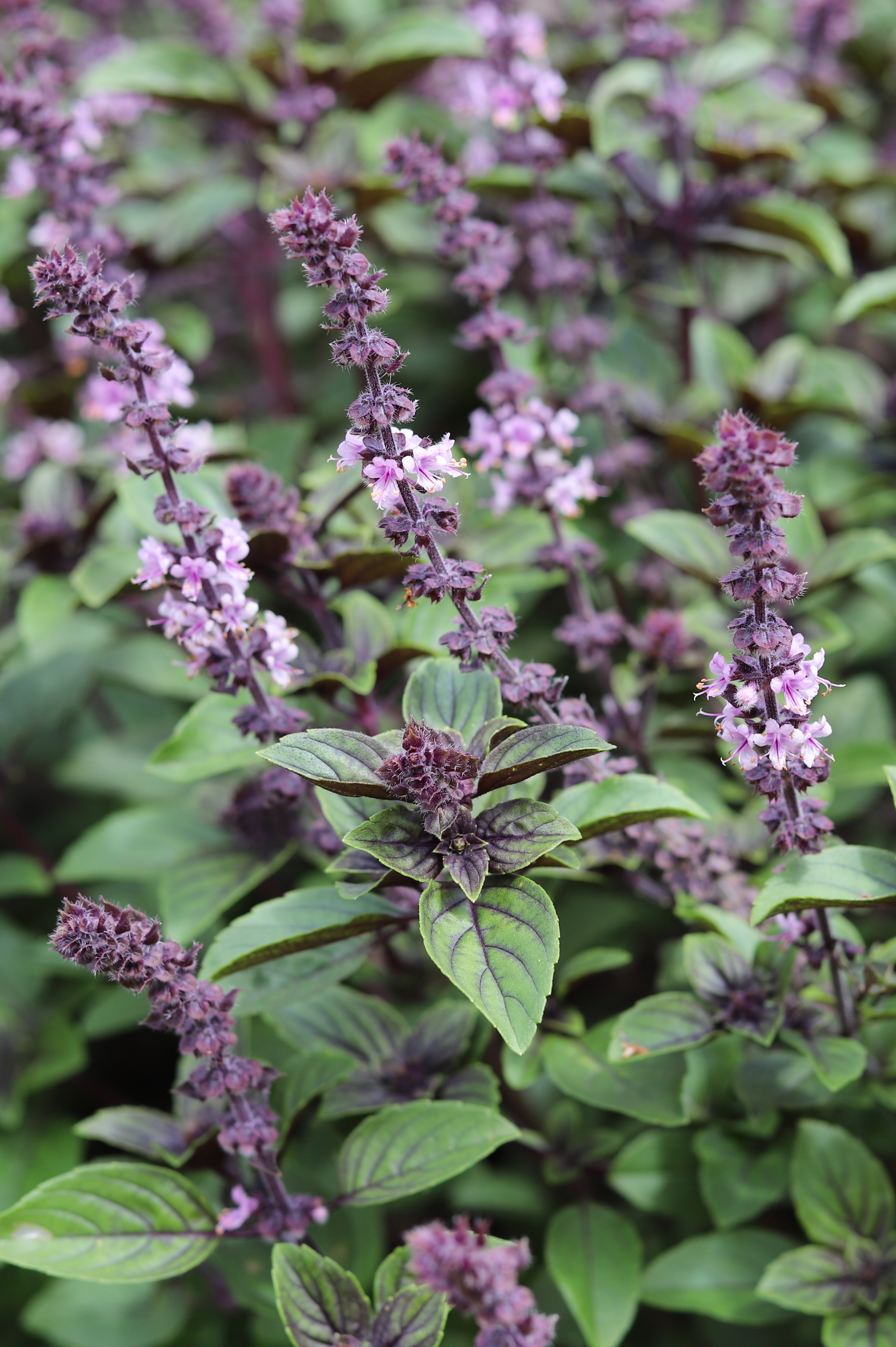 Roodbladige basilicum of Ocimum basilicum 'Magic Mountain'
