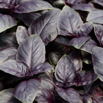 Rode basilicum of Ocimum basilicum 'Purpurascens Chanti'