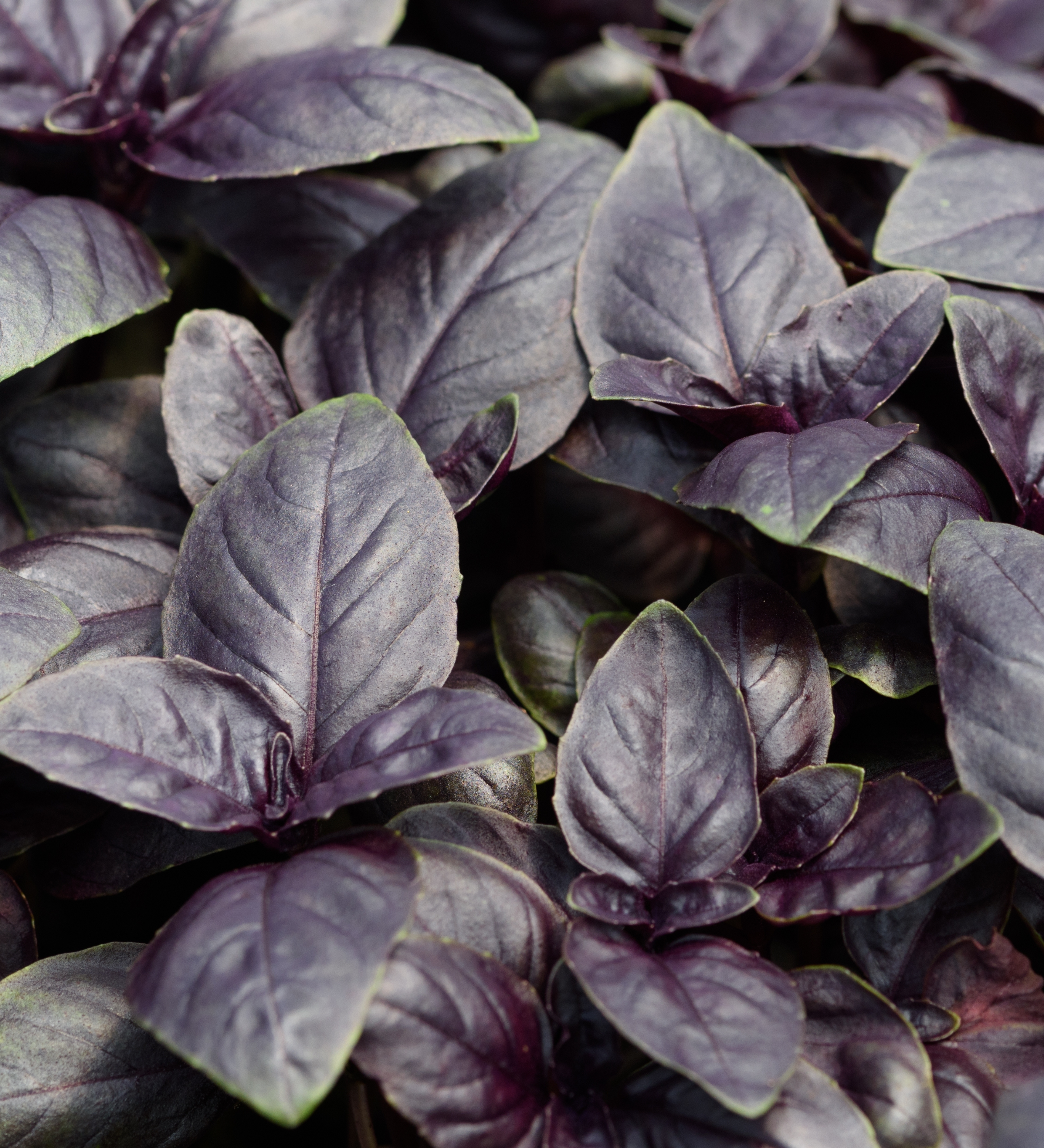 Rode basilicum of Ocimum basilicum 'Purpurascens Chanti'