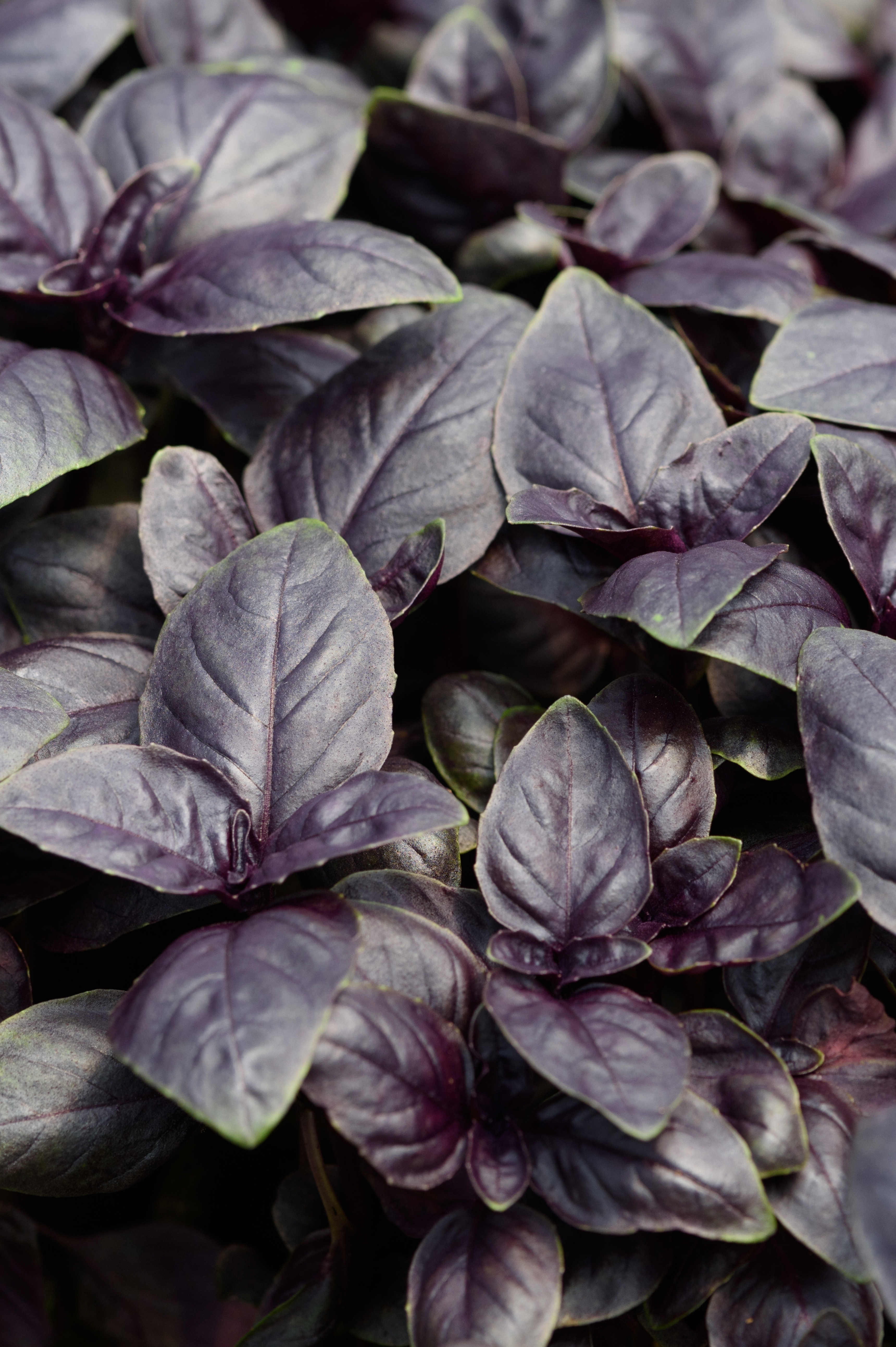 Rode basilicum of Ocimum basilicum 'Purpurascens Chanti'