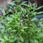 Thaise basilicum of Ocimum basilicum 'Siam Queen'